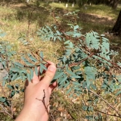 Indigofera australis subsp. australis at Hughes Garran Woodland - 16 Mar 2024