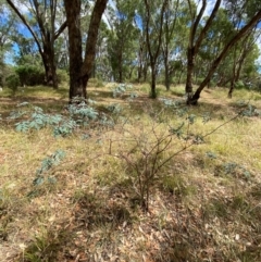 Indigofera australis subsp. australis at Hughes Garran Woodland - 16 Mar 2024