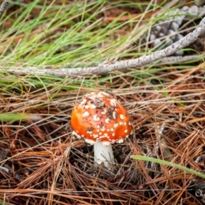 Amanita muscaria at Fadden, ACT - 28 Nov 2021 07:42 AM