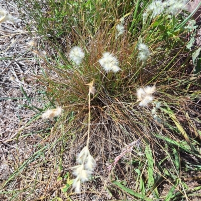 Rytidosperma sp. (Wallaby Grass) at Harrison, ACT - 4 Mar 2024 by JenniM
