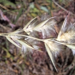 Rytidosperma sp. at Budjan Galindji (Franklin Grassland) Reserve - 4 Mar 2024