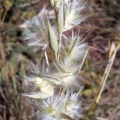 Rytidosperma sp. at Budjan Galindji (Franklin Grassland) Reserve - 4 Mar 2024