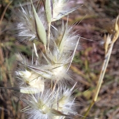 Rytidosperma sp. at Budjan Galindji (Franklin Grassland) Reserve - 4 Mar 2024