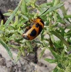 Aporocera (Aporocera) speciosa (Leaf Beetle) at Mount Mugga Mugga - 16 Mar 2024 by Mike