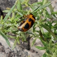 Aporocera (Aporocera) speciosa (Leaf Beetle) at O'Malley, ACT - 16 Mar 2024 by Mike