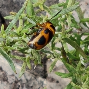 Aporocera (Aporocera) speciosa at Mount Mugga Mugga - 16 Mar 2024