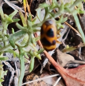 Aporocera (Aporocera) speciosa at Mount Mugga Mugga - 16 Mar 2024