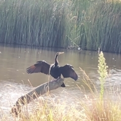 Anhinga novaehollandiae (Australasian Darter) at O'Malley, ACT - 16 Mar 2024 by Mike