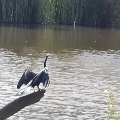 Anhinga novaehollandiae at Mount Mugga Mugga - 16 Mar 2024