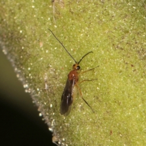 Braconidae (family) at Melba, ACT - 8 Mar 2024