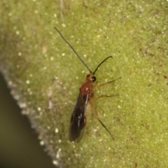 Braconidae (family) at Melba, ACT - 8 Mar 2024