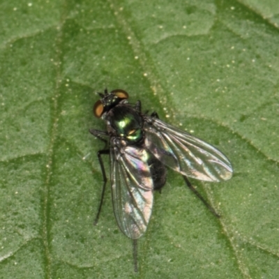 Calliphoridae (family) at Melba, ACT - 7 Mar 2024 by kasiaaus