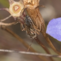 Lygaeidae (family) (Seed bug) at Blue Devil Grassland, Umbagong Park (BDG) - 8 Mar 2024 by kasiaaus