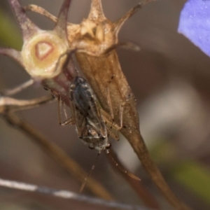 Lygaeidae (family) at Blue Devil Grassland, Umbagong Park (BDG) - 8 Mar 2024