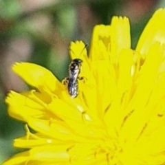 Halictidae (family) at Budjan Galindji (Franklin Grassland) Reserve - 4 Mar 2024 by JenniM