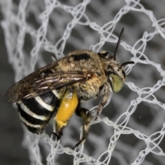 Amegilla (Zonamegilla) asserta (Blue Banded Bee) at Melba, ACT - 10 Mar 2024 by kasiaaus