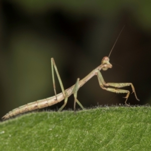 Mantidae (family) adult or nymph at Melba, ACT - 11 Mar 2024