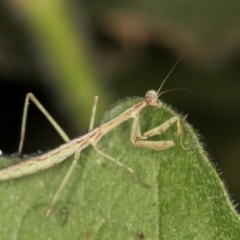 Mantidae (family) adult or nymph at Melba, ACT - 11 Mar 2024