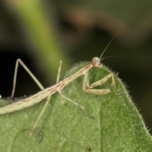 Mantidae (family) adult or nymph at Melba, ACT - 11 Mar 2024