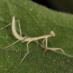 Mantidae (family) adult or nymph at Melba, ACT - 11 Mar 2024 09:55 AM