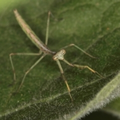 Mantidae (family) adult or nymph at Melba, ACT - 11 Mar 2024