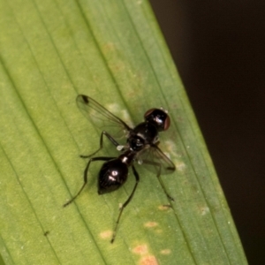 Parapalaeosepsis plebeia at Melba, ACT - 14 Mar 2024