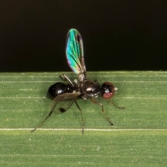 Parapalaeosepsis plebeia at Melba, ACT - 14 Mar 2024 06:25 PM