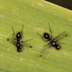 Parapalaeosepsis plebeia at Melba, ACT - 14 Mar 2024