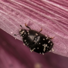 Unidentified Beetle (Coleoptera) at Fraser, ACT - 14 Mar 2024 by kasiaaus