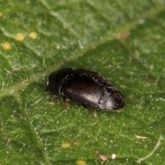 Aethina sp. (genus) at Mount Rogers - 14 Mar 2024