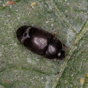 Aethina sp. (genus) at Mount Rogers - 14 Mar 2024 06:27 PM