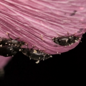 Aethina sp. (genus) at Mount Rogers - 14 Mar 2024