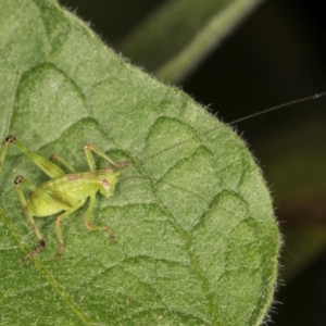 Caedicia simplex at Melba, ACT - 14 Mar 2024 06:27 PM