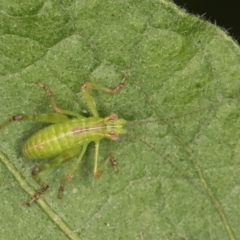 Caedicia simplex at Melba, ACT - 14 Mar 2024 06:27 PM