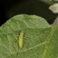 Caedicia simplex at Melba, ACT - 14 Mar 2024 06:27 PM