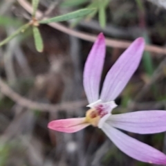 Caladenia fuscata (Dusky Fingers) at Yarralumla, ACT - 24 Sep 2023 by Venture