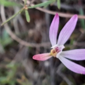 Caladenia fuscata at Black Mountain - 24 Sep 2023