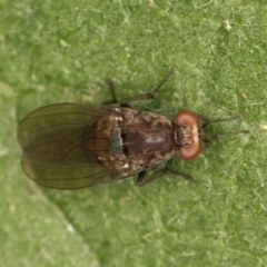 Unidentified True fly (Diptera) at Mount Rogers - 14 Mar 2024 by kasiaaus