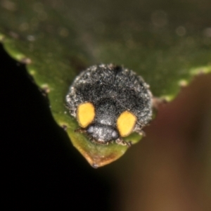 Apolinus lividigaster at Melba, ACT - 14 Mar 2024