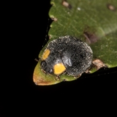 Apolinus lividigaster at Melba, ACT - 14 Mar 2024