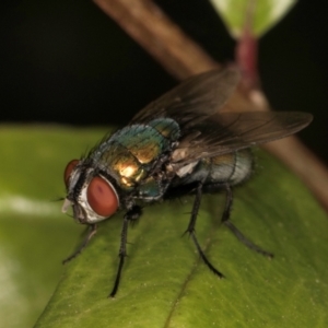 Calliphoridae (family) at Melba, ACT - 14 Mar 2024