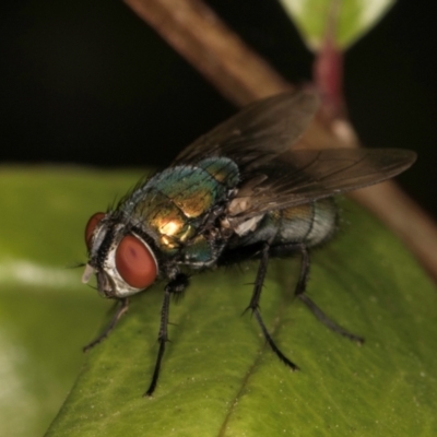 Calliphoridae (family) (Unidentified blowfly) at Melba, ACT - 14 Mar 2024 by kasiaaus