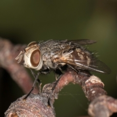 Calliphora stygia (Brown blowfly or Brown bomber) at Melba, ACT - 14 Mar 2024 by kasiaaus