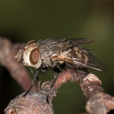 Calliphora stygia (Brown blowfly or Brown bomber) at Melba, ACT - 14 Mar 2024 by kasiaaus