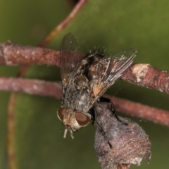 Calliphora stygia at Melba, ACT - 14 Mar 2024