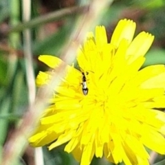 Unidentified Beetle (Coleoptera) at Harrison, ACT - 4 Mar 2024 by JenniM