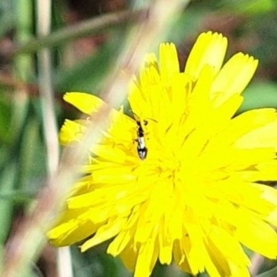 Unidentified Beetle (Coleoptera) at Harrison, ACT - 4 Mar 2024 by JenniM