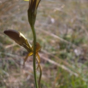 Thomisidae (family) at Franklin Grassland (FRA_5) - 4 Mar 2024