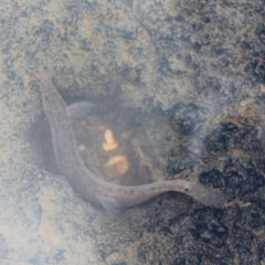 Misgurnus anguillicaudatus (Oriental Weatherloach) at O'Connor Ridge to Gungahlin Grasslands - 16 Mar 2024 by maura