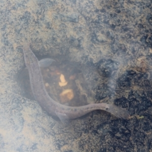 Misgurnus anguillicaudatus at O'Connor Ridge to Gungahlin Grasslands - 16 Mar 2024